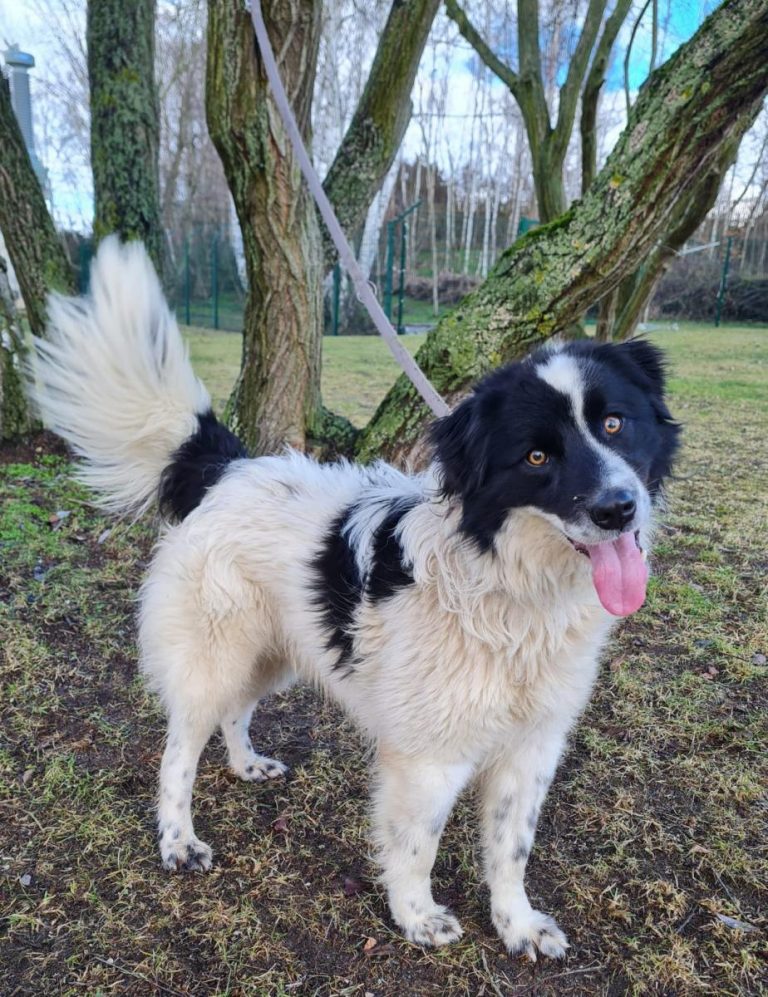 Hunde Tierheim Weida e.V.